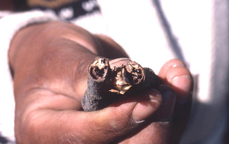 beetle galleries
